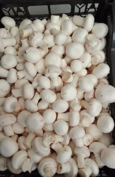 white button mushrooms