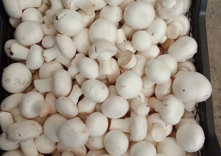 white button mushrooms