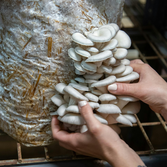 mushroom farm