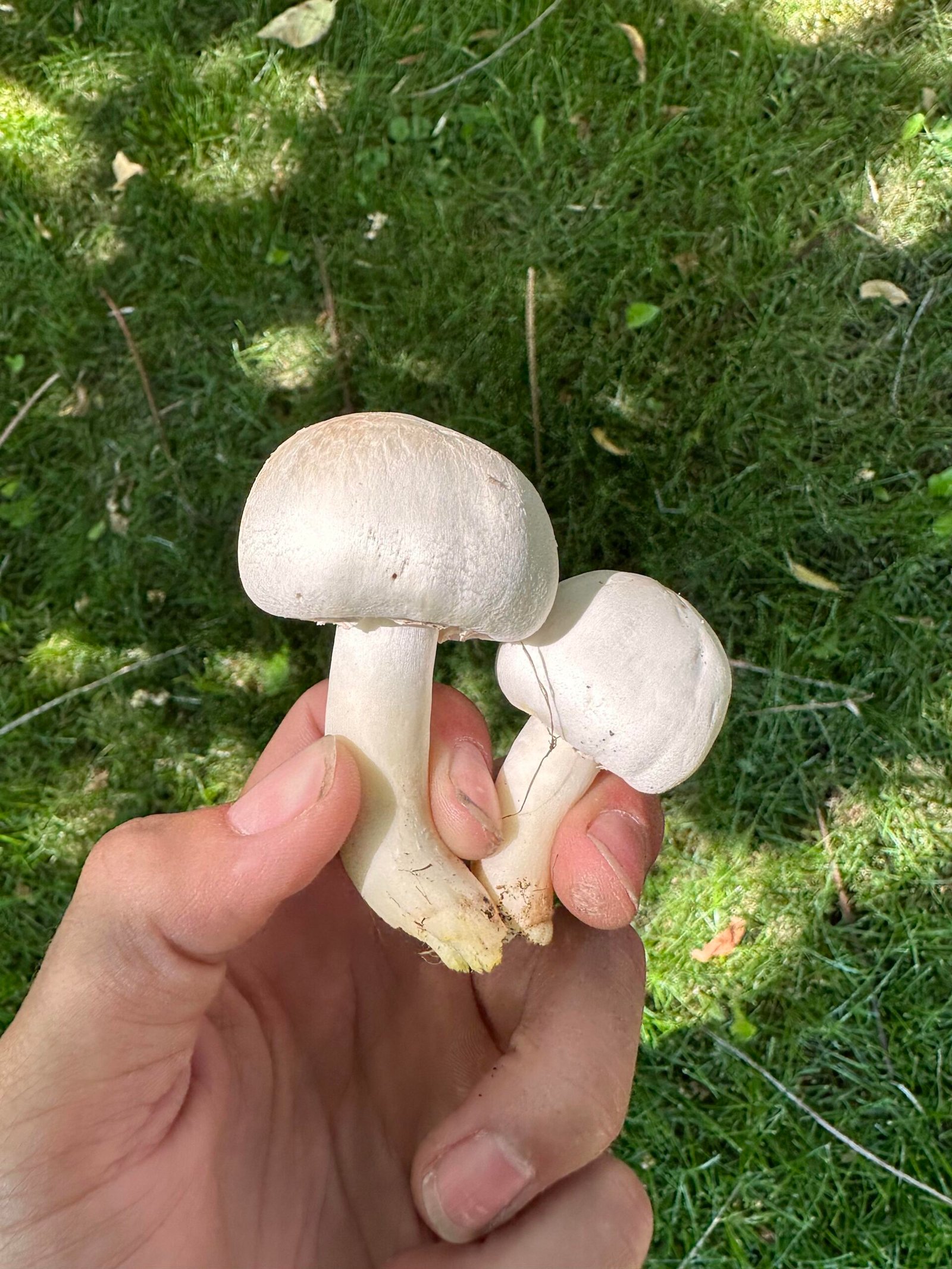 button mushrooms